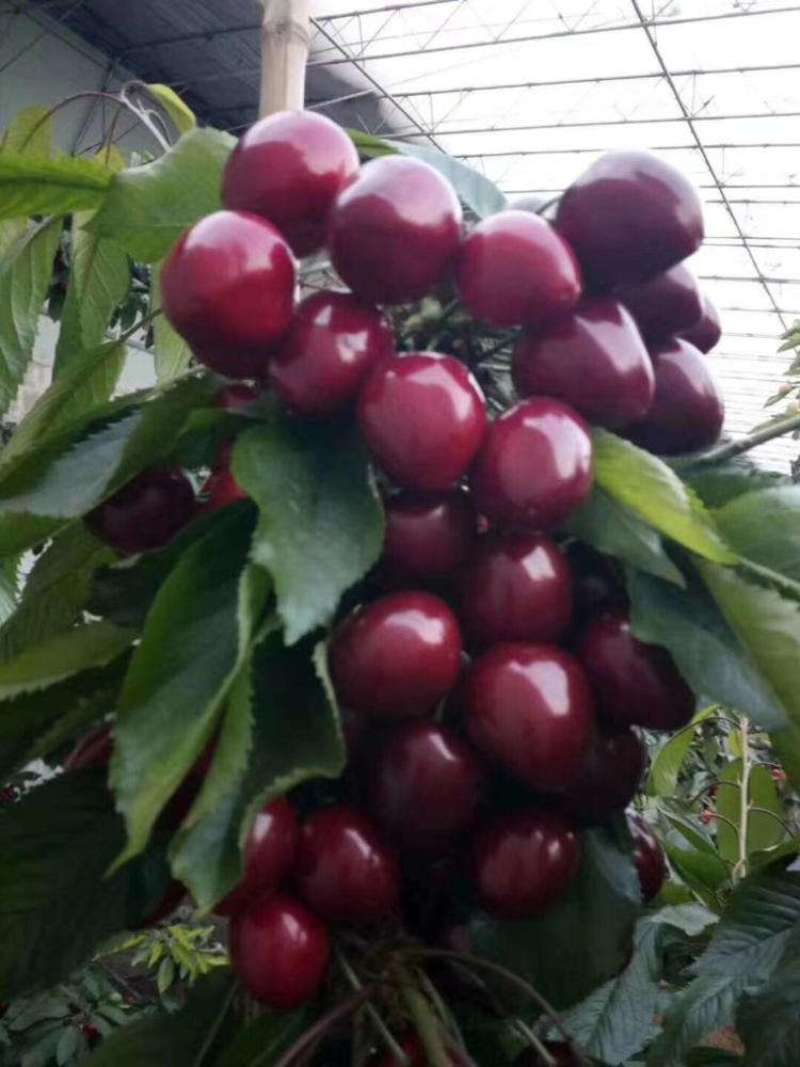 俄罗斯八号樱桃树苗优质嫁接樱桃树苗品种齐全量大从优