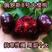 俄罗斯八号樱桃树苗优质嫁接樱桃树苗品种齐全量大从优