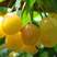 黄蜜大樱桃树苗优质嫁接樱桃树苗黄樱桃品种齐全量大从优