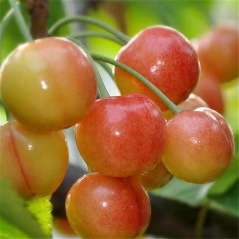 黄蜜大樱桃树苗优质嫁接樱桃树苗黄樱桃品种齐全量大从优