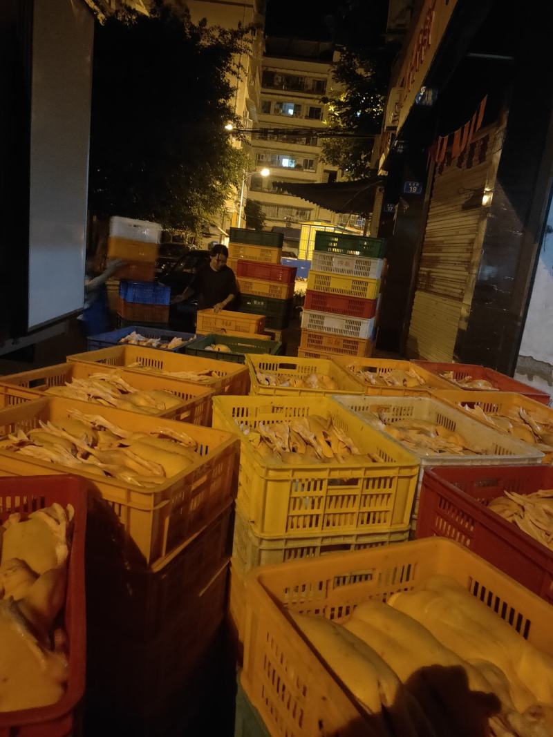 一级鲜白条鸭巴适的很