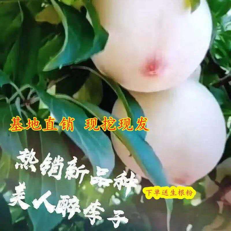 美人醉李子树苗优质嫁接李子树苗品种齐全量大从优