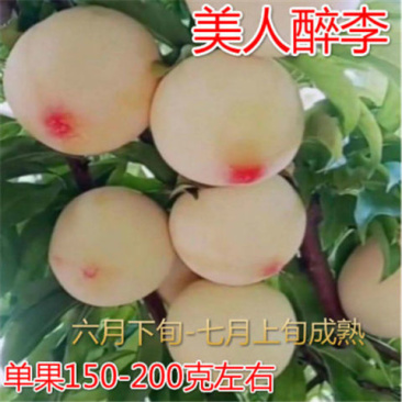 美人醉李子树苗优质嫁接李子树苗品种齐全量大从优