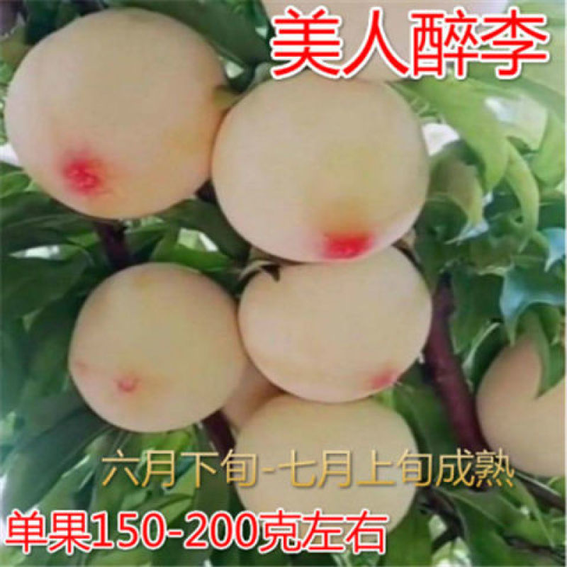 美人醉李子树苗优质嫁接李子树苗品种齐全量大从优