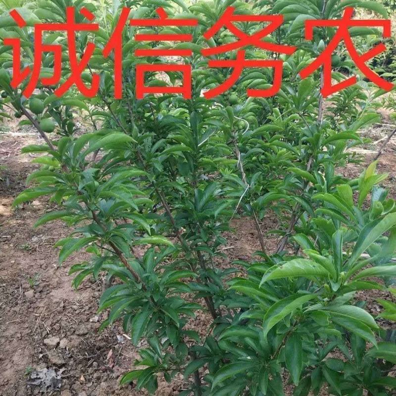 美人醉李子树苗优质嫁接李子树苗品种齐全量大从优