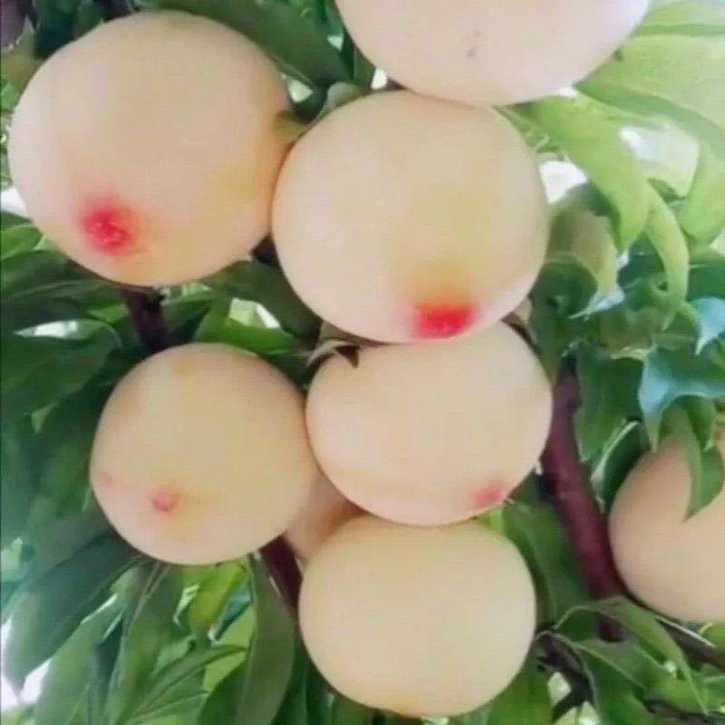 美人醉李子树苗优质嫁接李子树苗品种齐全量大从优