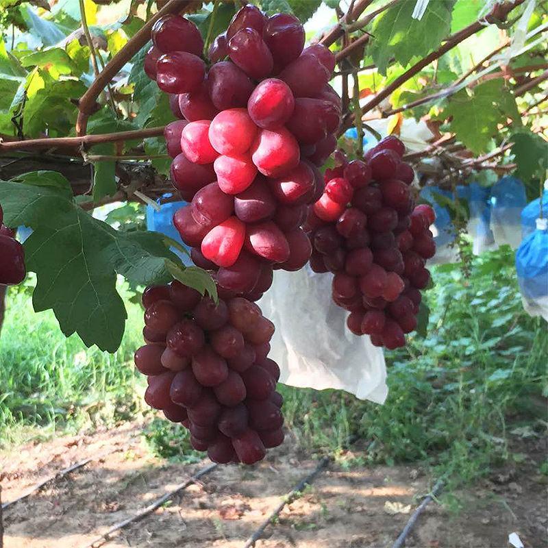 浪漫红颜葡萄苗优质嫁接葡萄苗适合各地种植量大详询客服