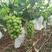 阳光玫瑰葡萄树苗优质嫁接葡萄树苗品质保证现挖现发