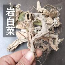 岩白菜中药材大叶岩白菜岩壁菜石白菜红岩七