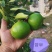【精品】湖南特早蜜桔大量上市产地直发一手货源实地看货