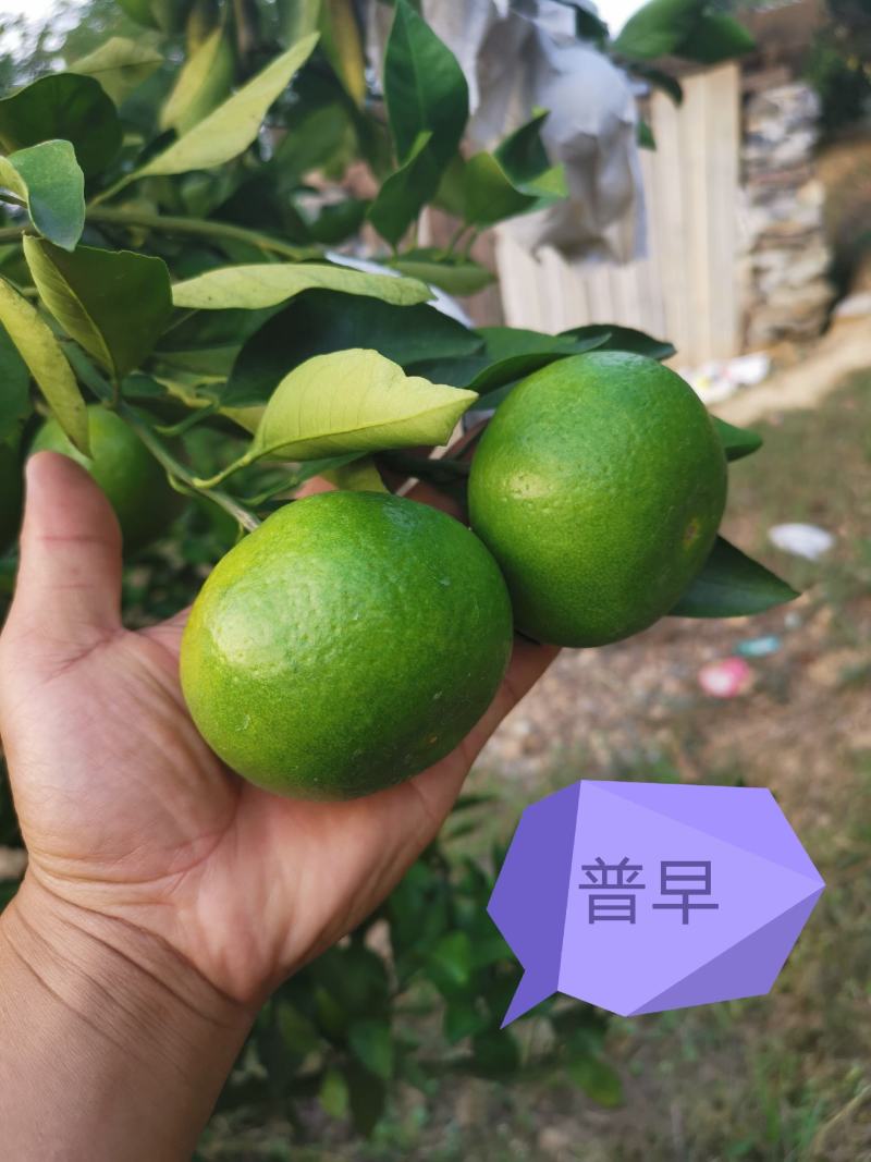 【精品】湖南特早蜜桔大量上市产地直发一手货源实地看货