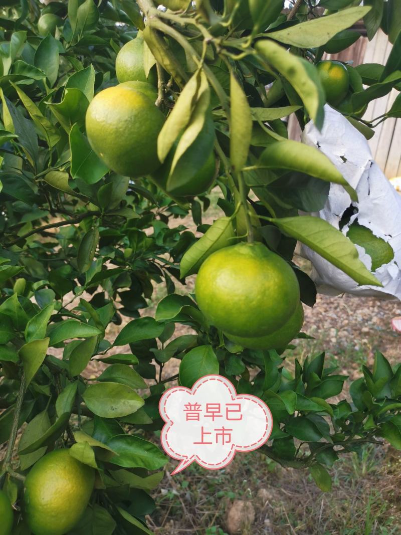 【精品】湖南特早蜜桔大量上市产地直发一手货源实地看货