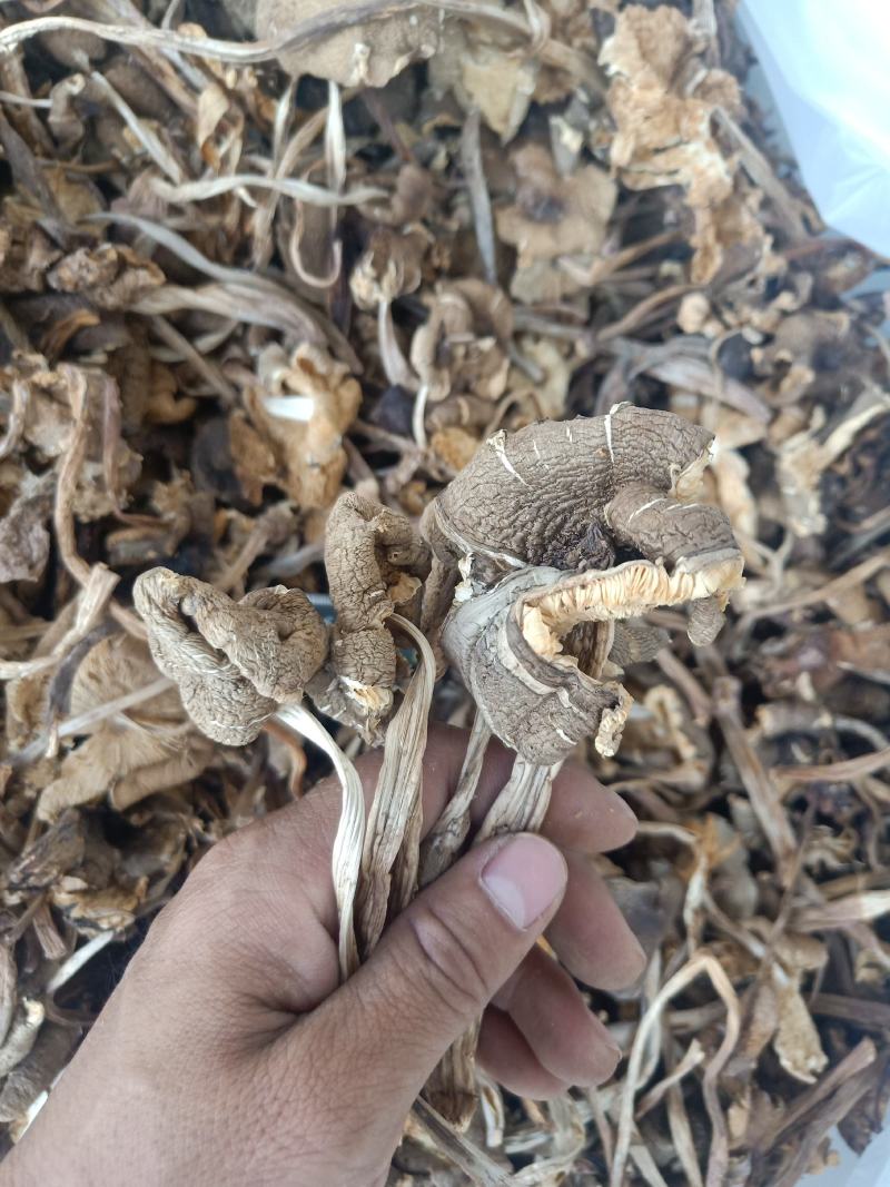 云南普洱鸡枞菌_干货