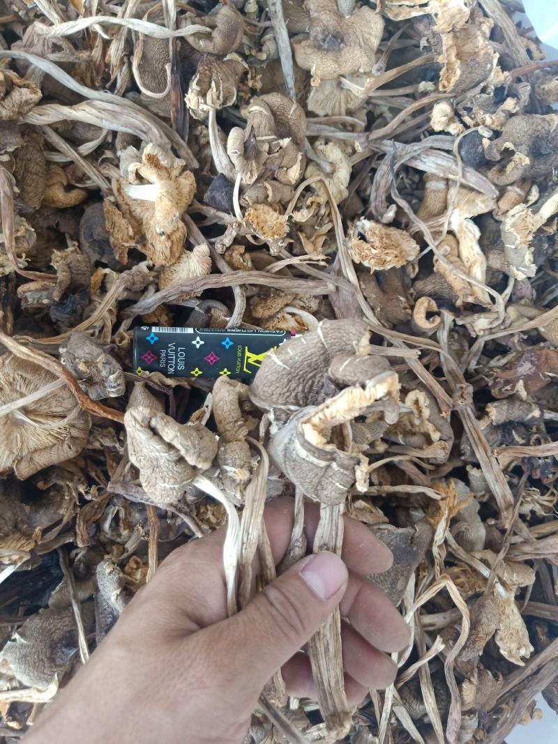 云南普洱鸡枞菌_干货