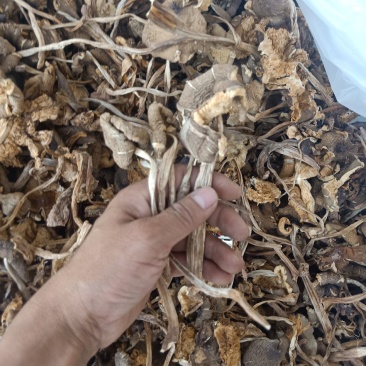 云南普洱鸡枞菌_干货