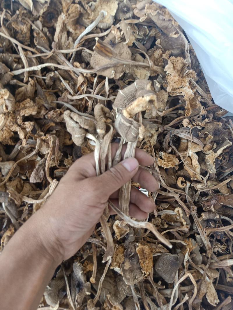云南普洱鸡枞菌_干货
