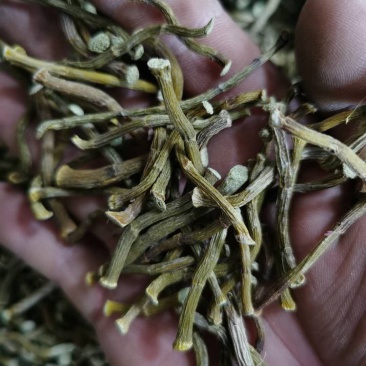 云南普洱铁皮石斛干条_寸条_包邮