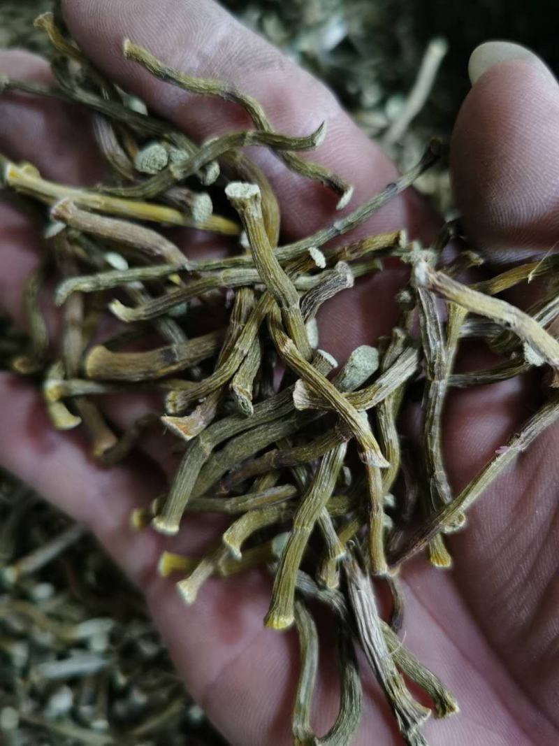 云南普洱铁皮石斛干条_寸条_包邮