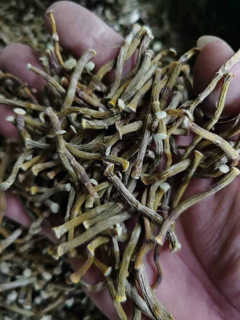 云南普洱铁皮石斛干条_寸条_包邮
