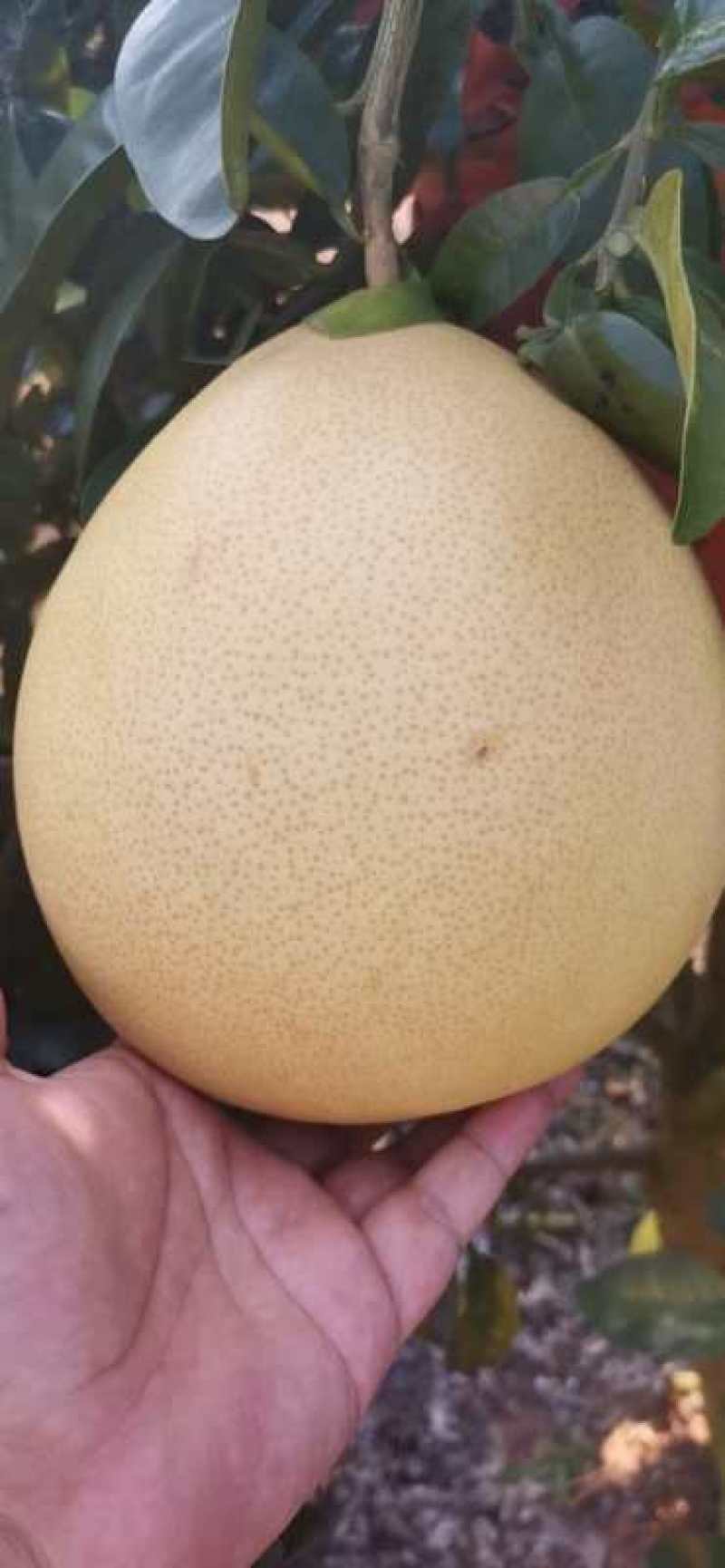 三红密柚生产基地广西来宾象州，靓货正在上市，价格美丽！