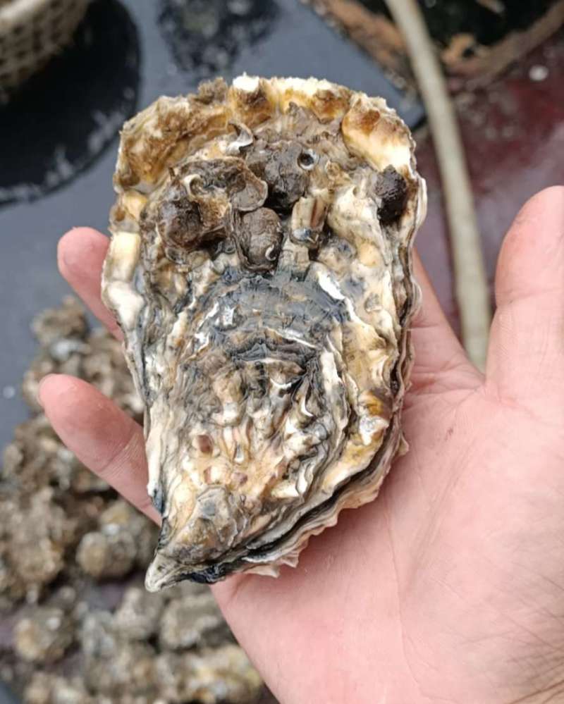 生蚝，海蛎子，牡蛎。批发价格便宜，质量有保障