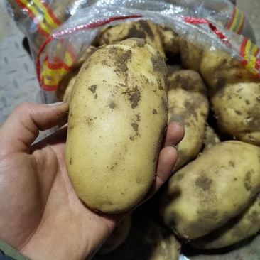 荷兰十五土豆量大，226土豆，，，，，，，，，，，，，