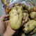 荷兰十五土豆量大，226土豆，，，，，，，，，，，，，