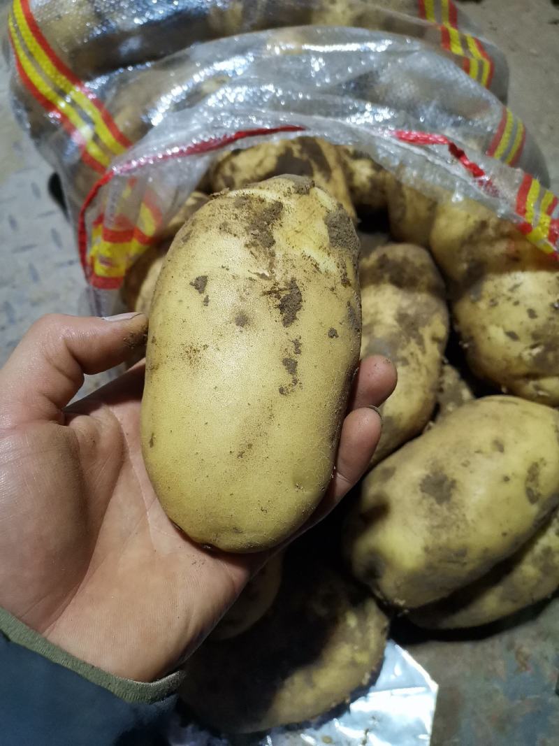 荷兰十五土豆量大，226土豆，，，，，，，，，，，，，