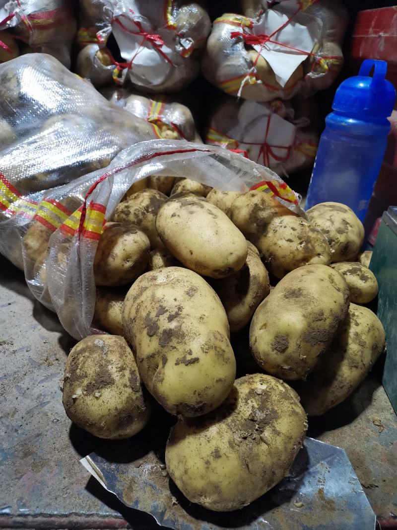 荷兰十五土豆量大，226土豆，，，，，，，，，，，，，