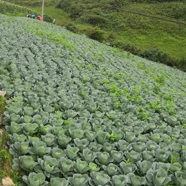 高山蔬菜大量上市热诚欢迎广大客