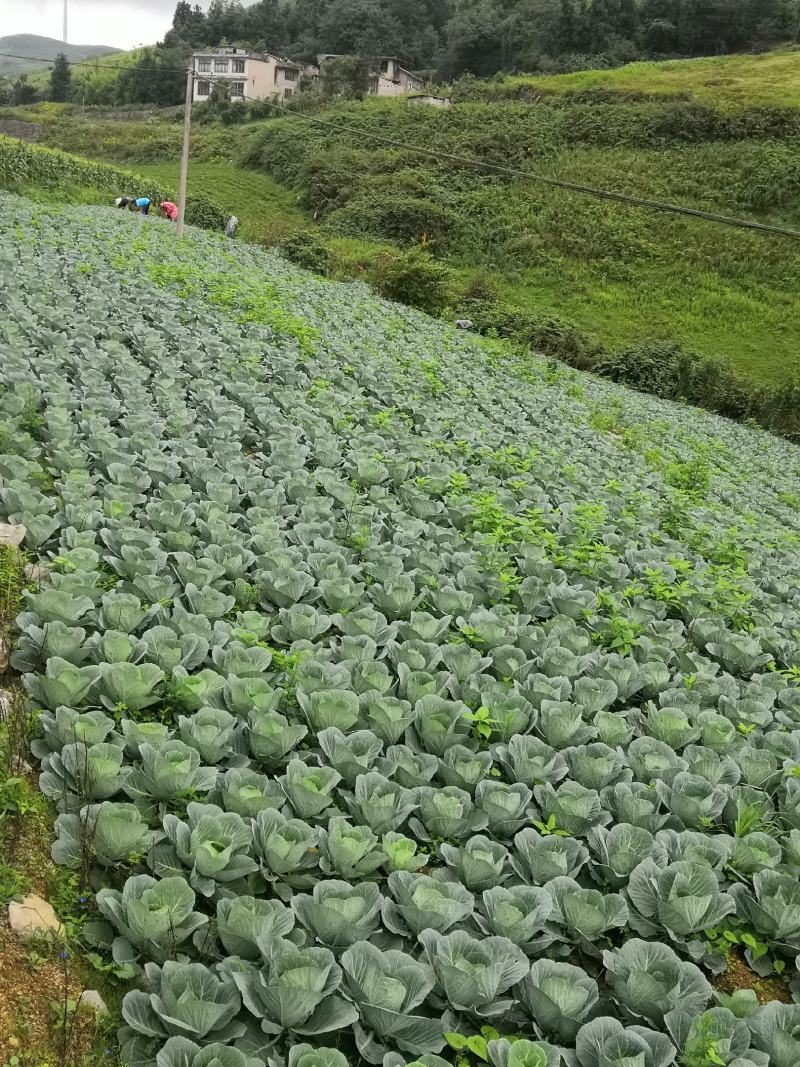 高山蔬菜大量上市热诚欢迎广大客