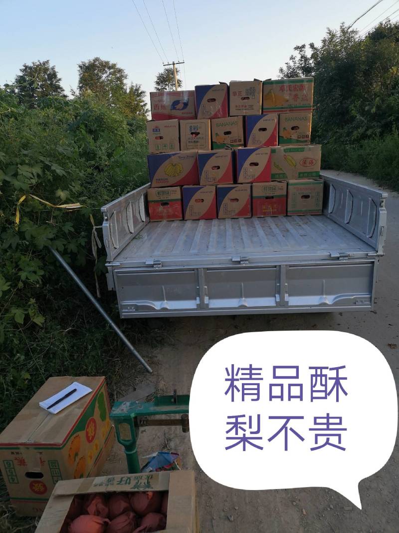 精品纸袋酥梨大量上市产地直发量大价优欢迎随时联系