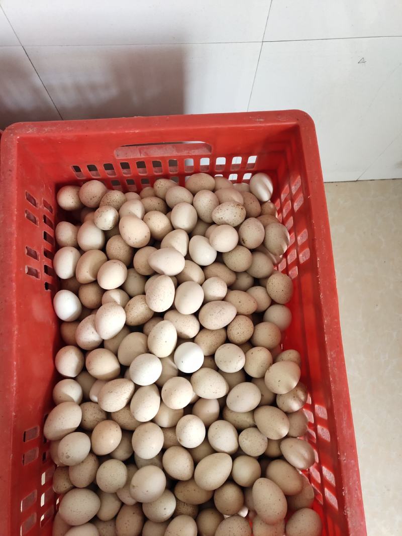 【鹧鸪蛋】营养丰富，货源充足，供货稳定，欢迎来电咨询