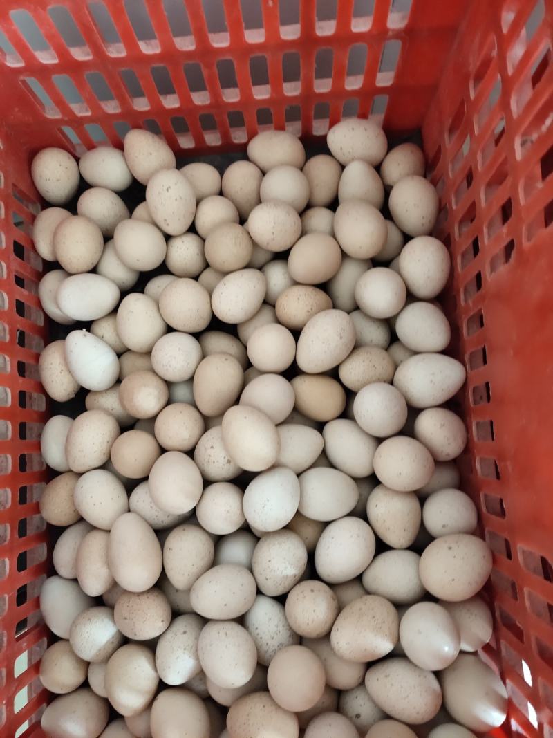 【鹧鸪蛋】营养丰富，货源充足，供货稳定，欢迎来电咨询