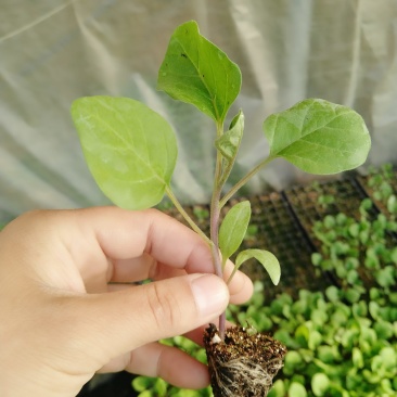 精品茄子苗一手货源量大从优