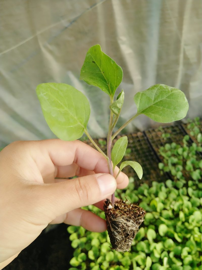 精品茄子苗一手货源量大从优
