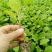 精品茄子苗一手货源量大从优
