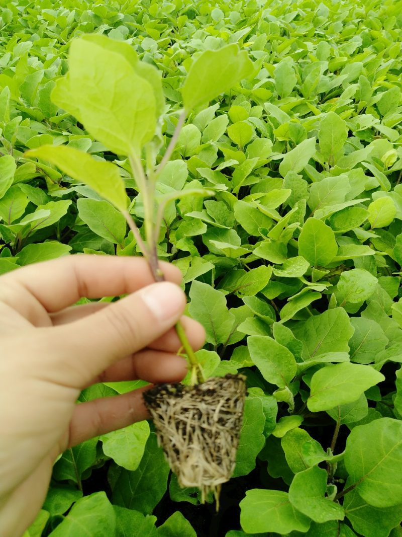 精品茄子苗一手货源量大从优