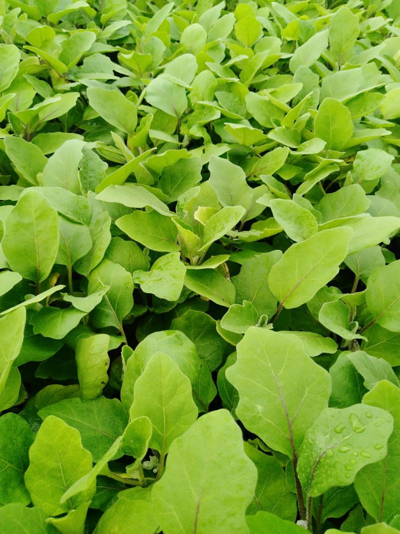 精品茄子苗一手货源量大从优山东首聊城市莘县大型专业苗厂