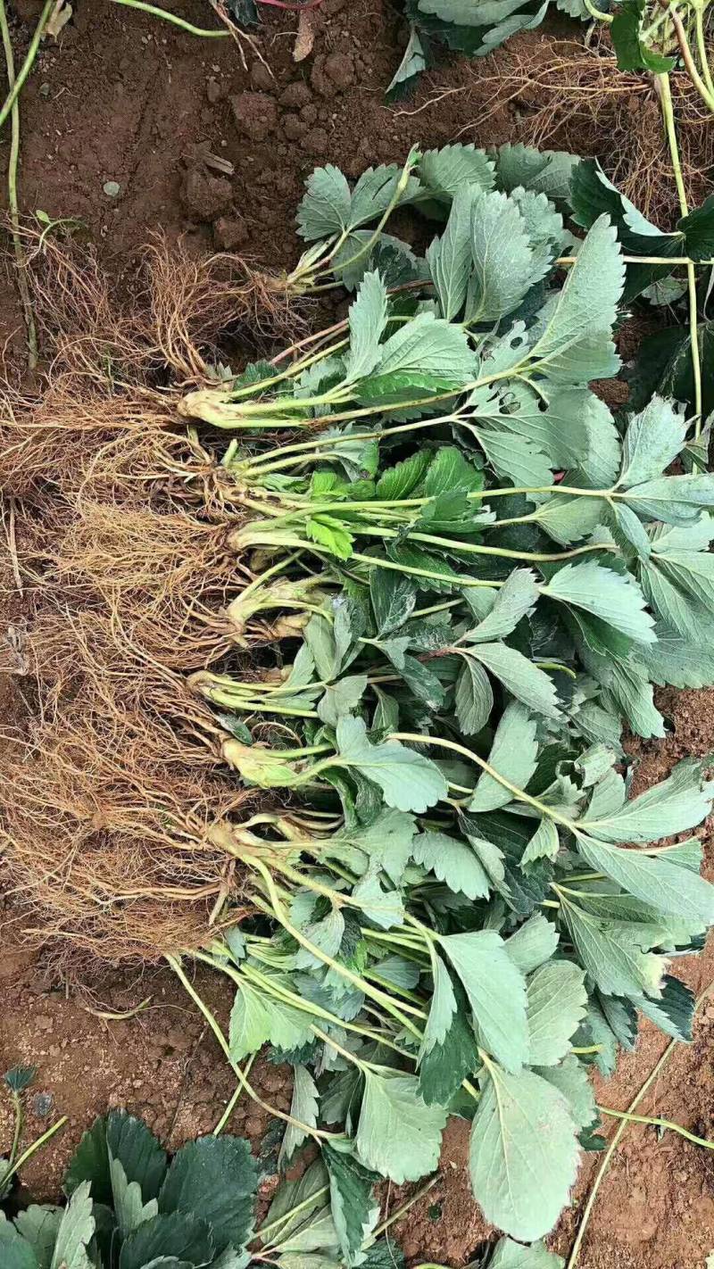 草莓苗，奶油红颜草莓脱毒苗基地直发提供技术指导包邮