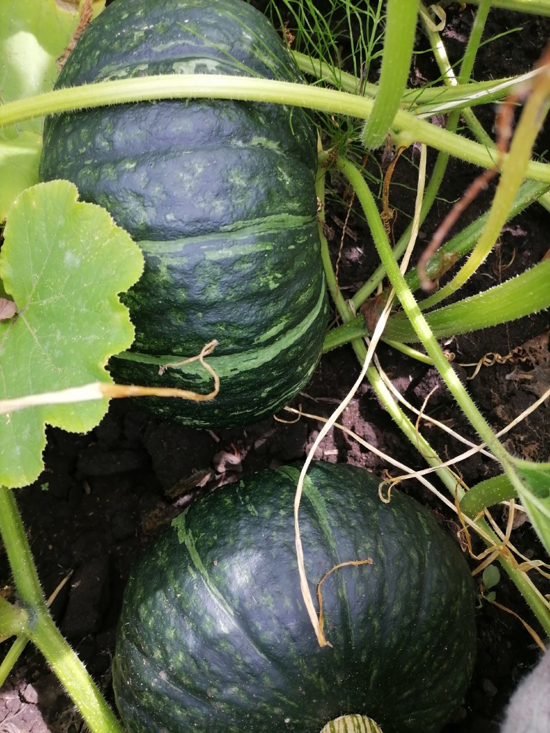 北纬49度种植沙土地谢花面南瓜，昼夜温差大，独特的环境使