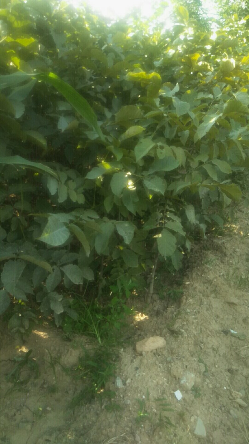 核桃苗3至5公公分，占地苗量大需要联系一亩田