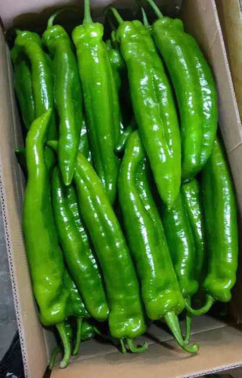 线椒【热卖中】(黄线，黑线)条顺亮度佳大量上市，代发全国