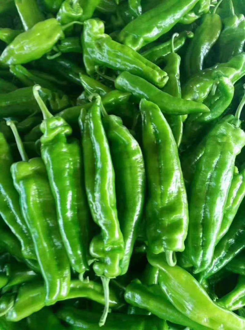 线椒【热卖中】(黄线，黑线)条顺亮度佳大量上市，代发全国