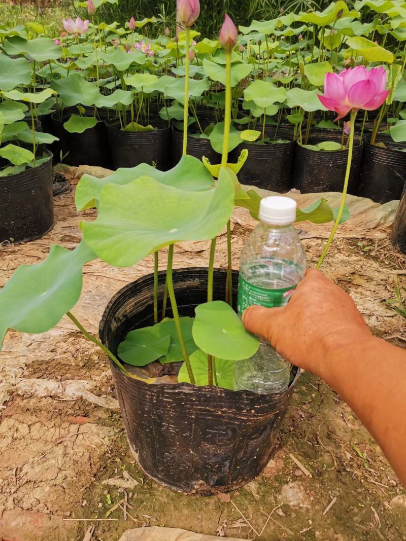 香蒲各种宿根花卉水生植物绿化苗木时令花卉价格优惠