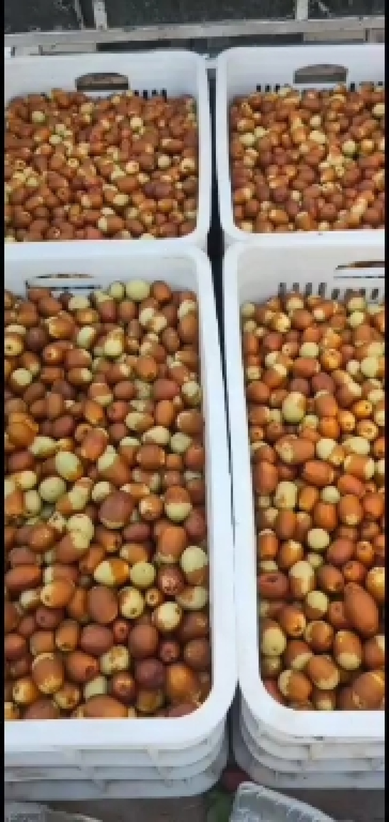 沧州产地无核鲜红脆枣脆甜可口水多皮薄肉厚
