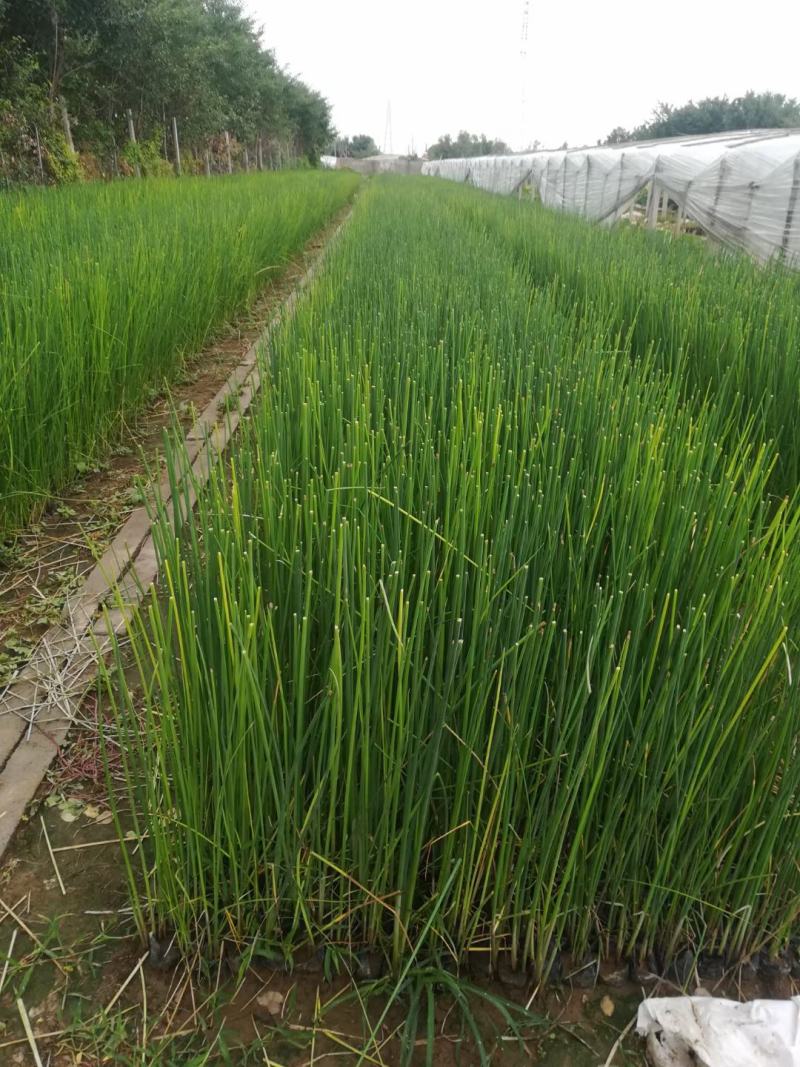 香蒲各种宿根花卉水生植物绿化苗木时令花卉价格优惠