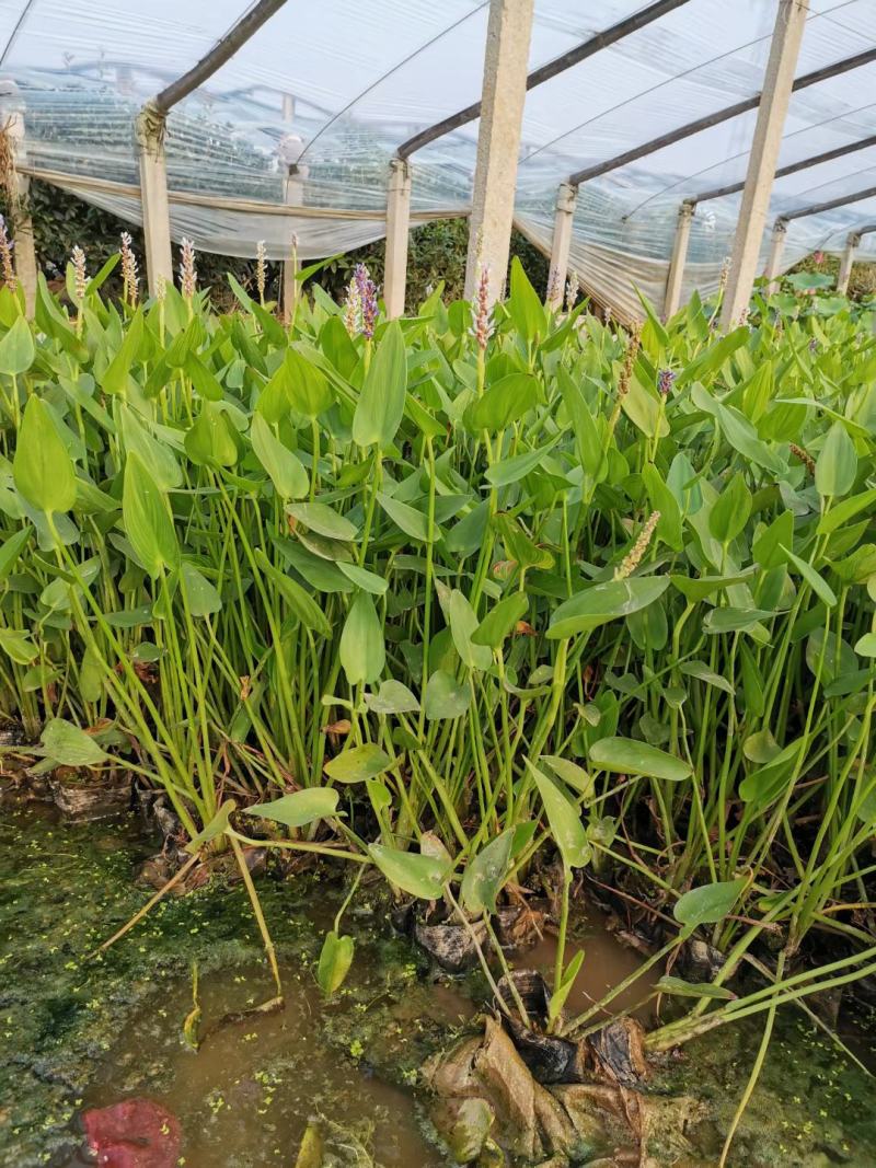 香蒲各种宿根花卉水生植物绿化苗木时令花卉价格优惠