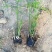 香蒲各种宿根花卉水生植物绿化苗木时令花卉价格优惠