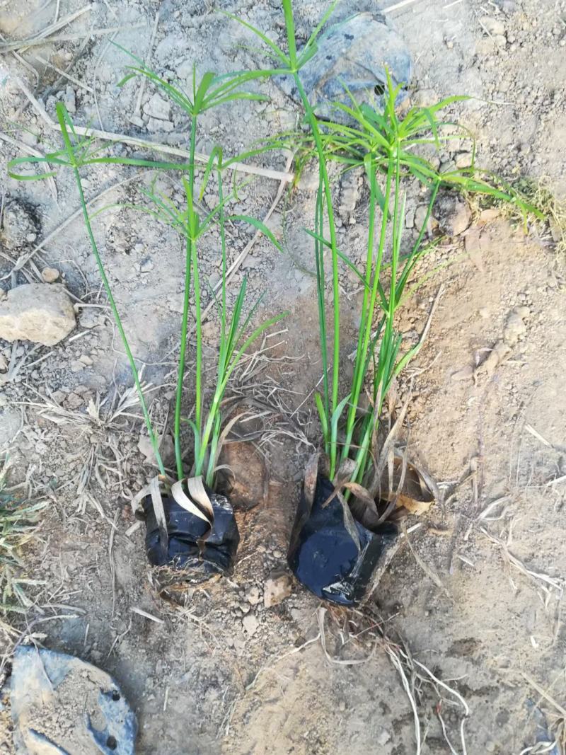 香蒲各种宿根花卉水生植物绿化苗木时令花卉价格优惠